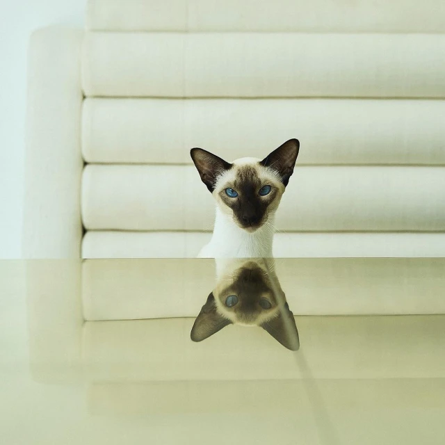 A Siamese cat with blue eyes and dark brown markings peers over a glass table, set against a soft white backdrop. Its reflection is visible.