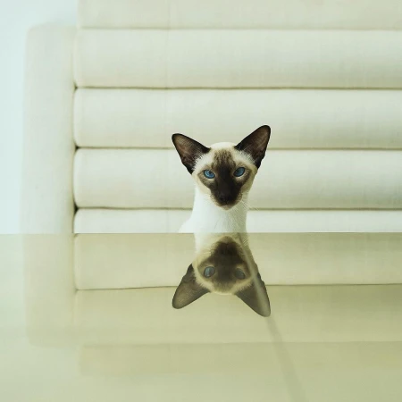 A Siamese cat with blue eyes and dark brown markings peers over a glass table, set against a soft white backdrop. Its reflection is visible.