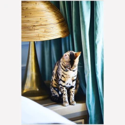 Bengal cat seated on a nightstand next to a large lamp and teal velvet curtains