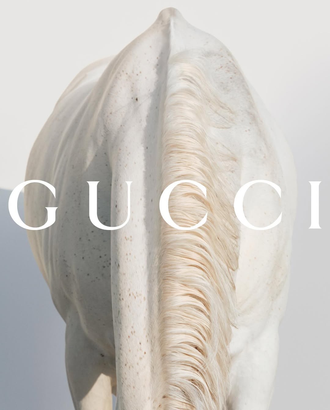 Close-up of a white horse from behind, its tail flowing downward, with the Gucci logo overlayed in white, against a bright white background.