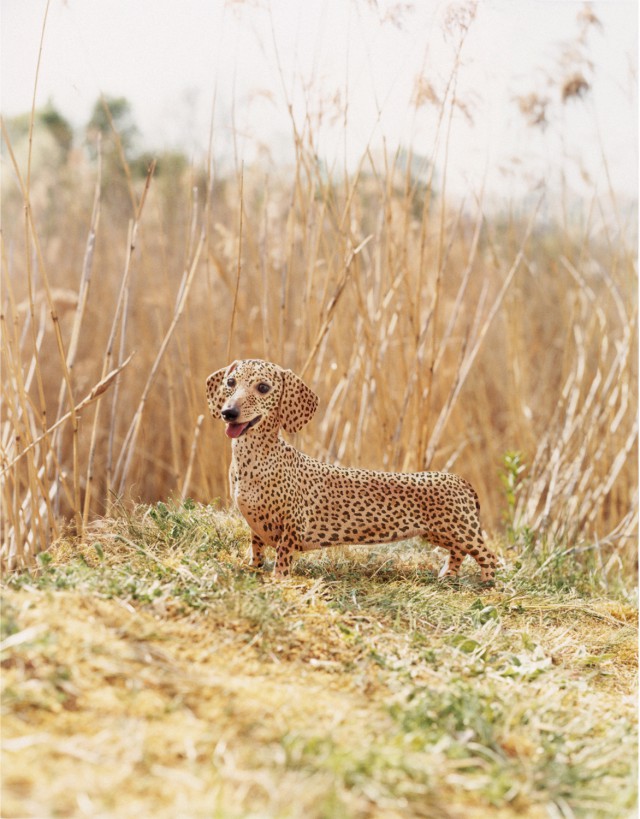 A dachshund with a leopard print pattern stands in a field of tall grass. The background is blurred, creating a shallow depth of field.