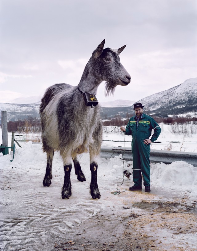 A large gray and white goat stands on a snowy road next to a man in green overalls and a cap, with mountains in the background.
