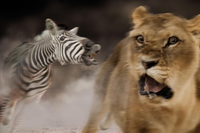 Lion chasing a zebra in a wildlife scene, portraying a dynamic predator-prey interaction in a natural outdoor environment.
