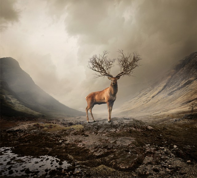 A majestic red deer stands on a rocky terrain in a foggy valley, its antlers resembling tree branches, set against a cloudy sky.