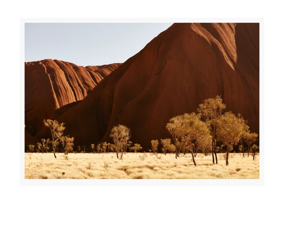 Desert landscape featuring a large, red rock formation with golden grasses and sparse trees under a clear sky, capturing a remote, natural setting.