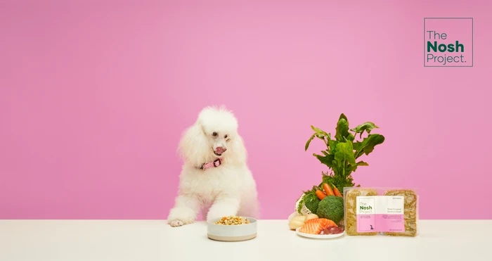 White poodle licking its nose next to a pet food bowl and fresh ingredients against a pink wall.