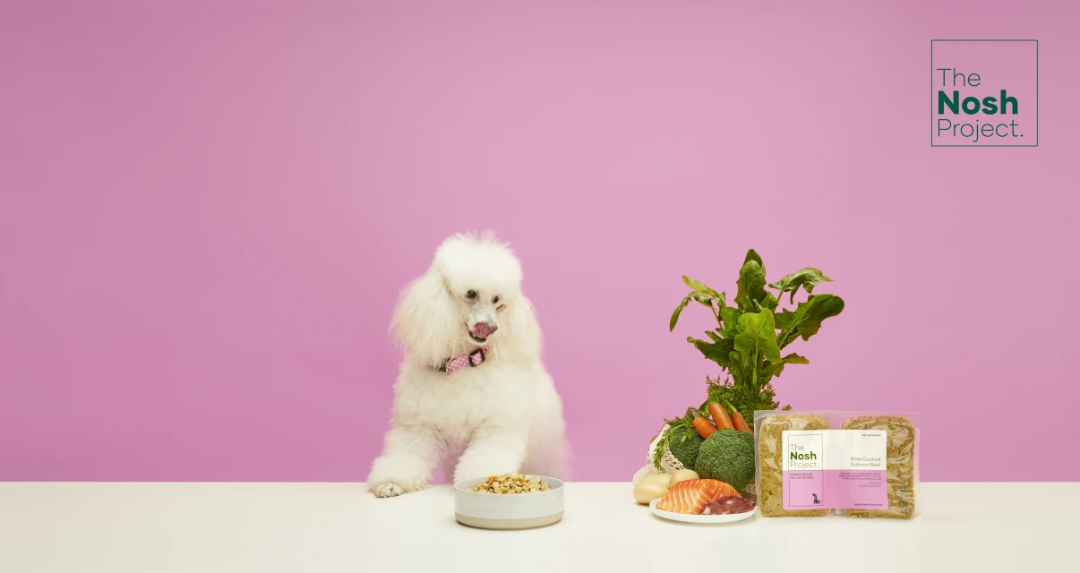 White poodle licks its nose next to a bowl of food and assorted dog food ingredients on a white surface against a pink background.