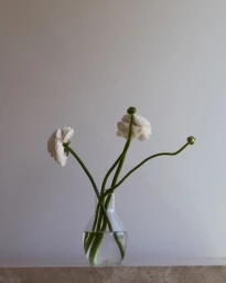 White flowers in a clear glass vase on a stone surface against a plain neutral background