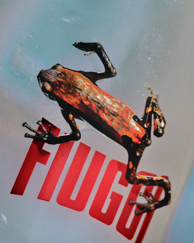 A poison dart frog clings to a surface with 'FUGO' in large red letters visible in the background. The frog has a vibrant orange back.