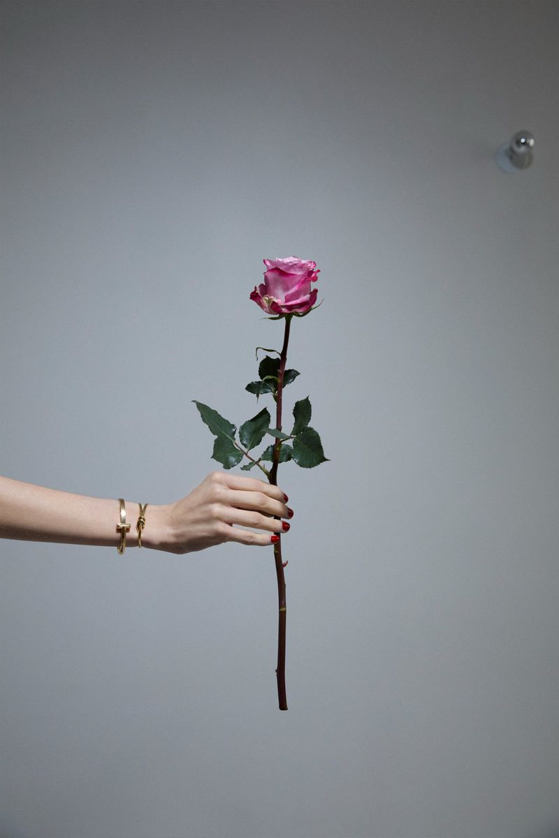 Close-up of a woman's hand holding a pink rose with green leaves against a gray background, wrist jewelry visible.