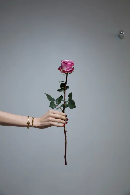 Close-up of a woman's hand holding a pink rose with green leaves against a gray background, wrist jewelry visible.