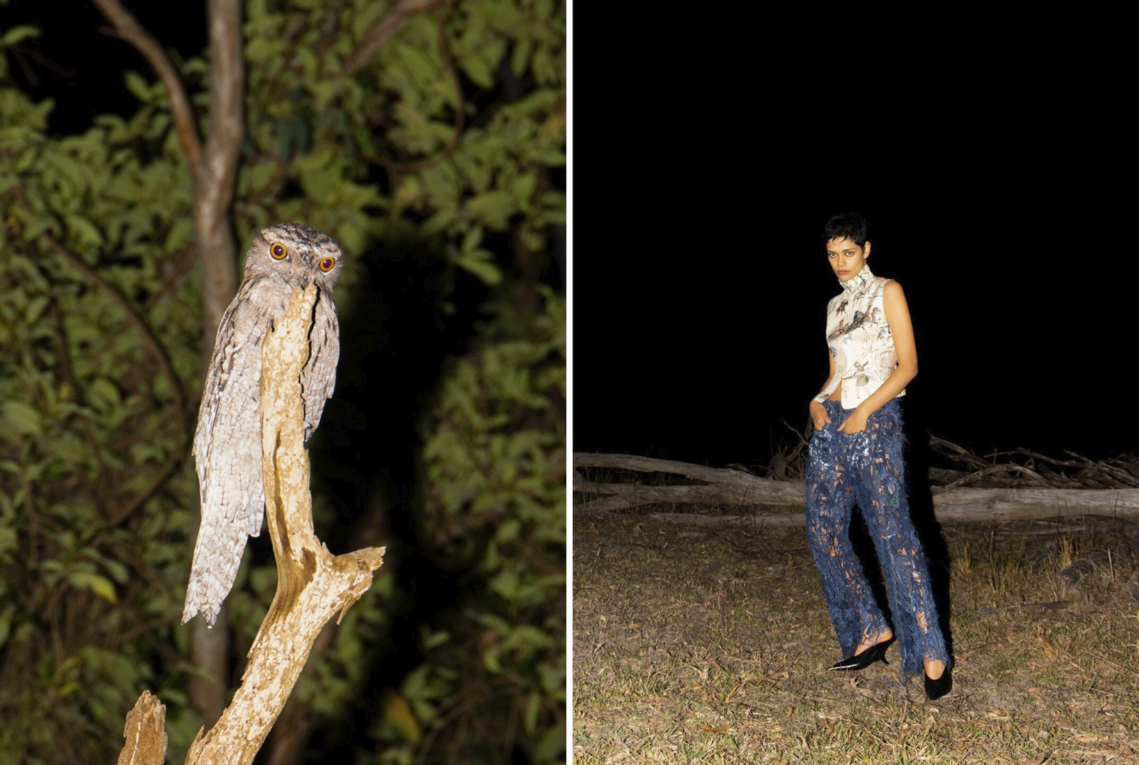 Tawny frogmouth perched on branch in forest setting; a model poses in fashionable outfit at night in an outdoor setting.