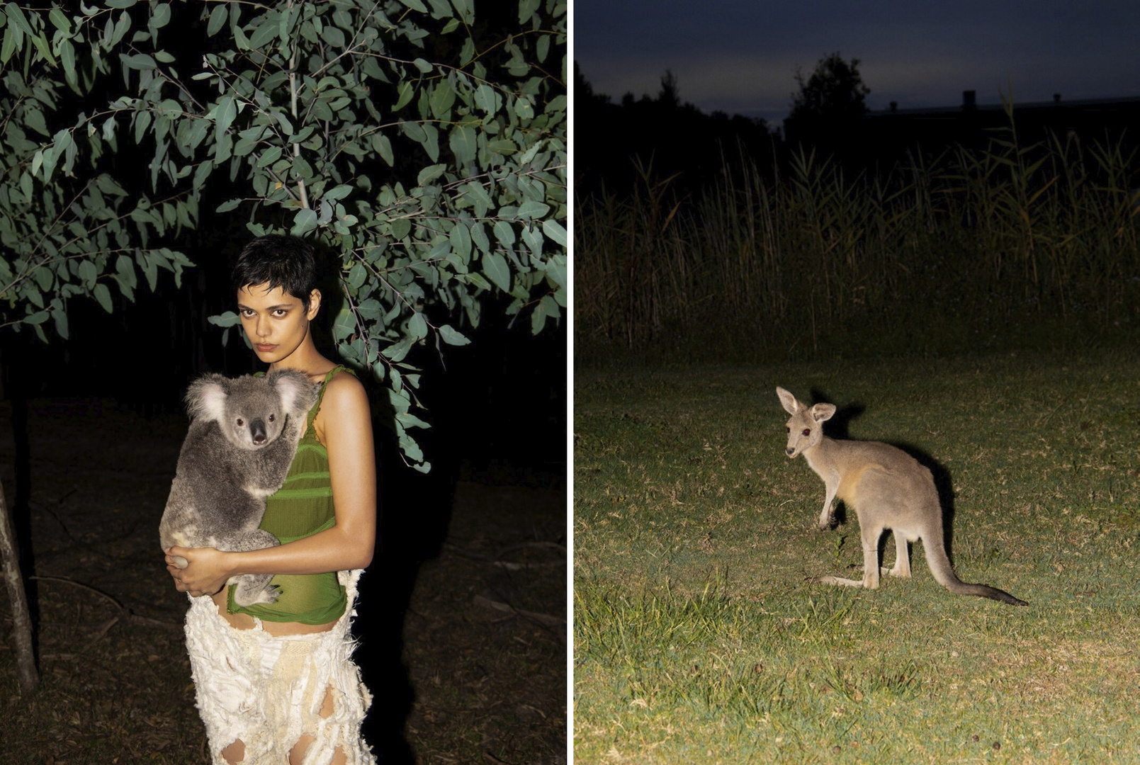 Woman holding a koala in dark outdoor setting with tree foliage, contrasted by a kangaroo in a separate outdoor environment.