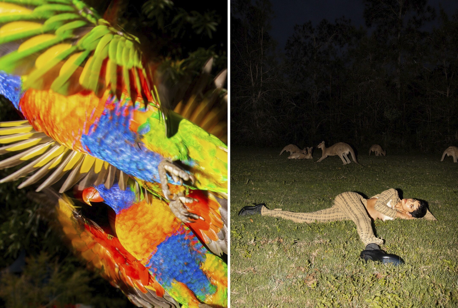 Split image: colorful lorikeets in sunlight and woman lying on grass at night with kangaroos, evoking nature and human interaction.