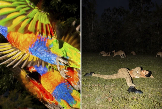 Split image: colorful lorikeets in sunlight and woman lying on grass at night with kangaroos, evoking nature and human interaction.