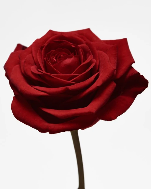 Close-up photograph of a single red rose in full bloom with a stem against a plain white background, showcasing its velvety petals.