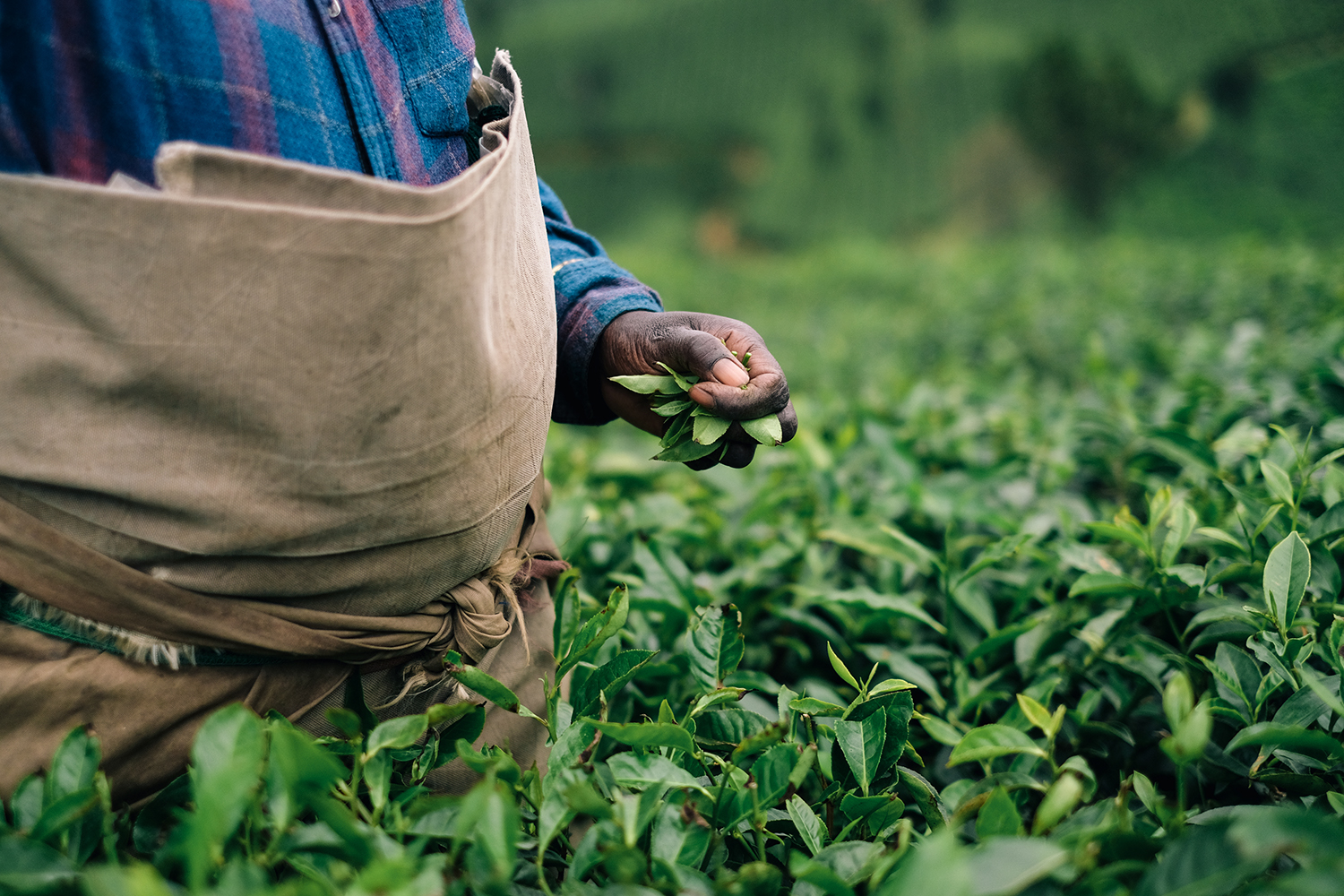 Dark-skinned adult harvests green tea leaves wearing traditional work apron, set against a green tea field.