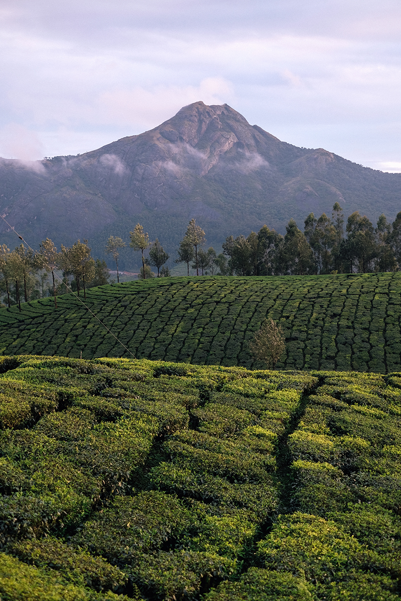 Lush green tea plantations cascade across rolling hills under a soft sky, with a majestic mountain rising in the background, creating a serene landscape.