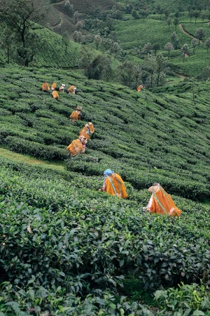 Workers harvest tea leaves on a hillside in a daytime outdoor shot, featuring a lush green landscape and traditional agricultural practices.
