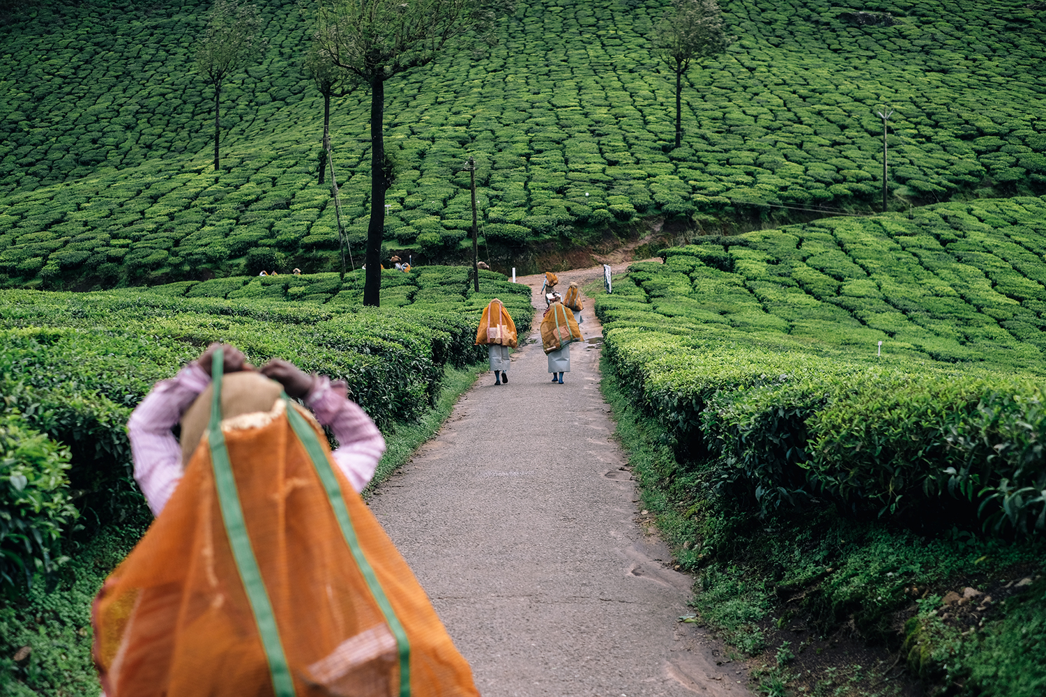 Women walk along a path in a vibrant green tea plantation. Lush terraces create a scenic landscape, capturing the essence of rural life.