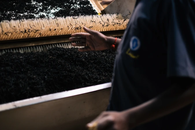 Person inspecting black tea leaves on a sorting machine with rows of brushes in an industrial setting. Dark color grading.