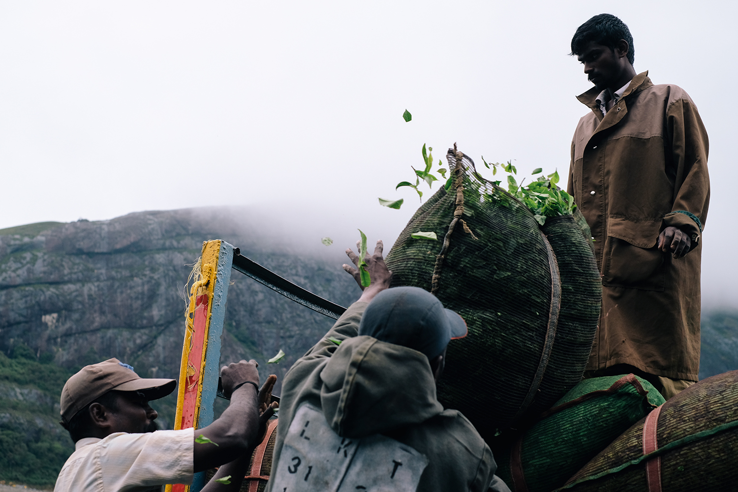 Three men unload freshly picked tea leaves from a truck in a rural, misty mountain setting, showcasing the tea harvesting process.