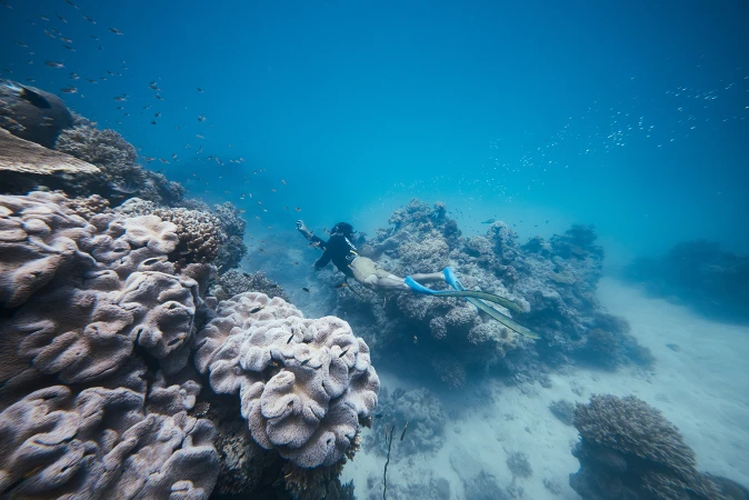Underwater view of a freediver swimming near a vibrant coral reef, surrounded by a school of fish, in clear blue water.