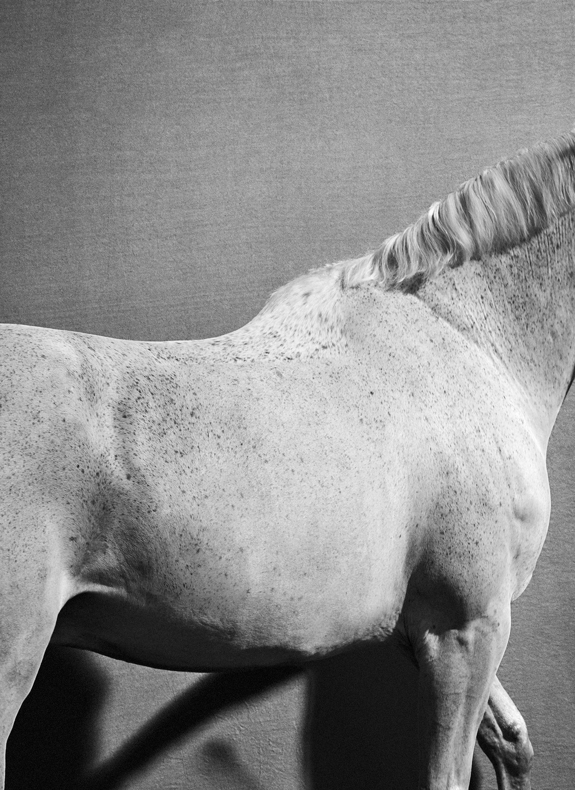 Monochromatic image showing the mid-section of a light gray horse with dark spots, standing against a gray background. Shadow visible.