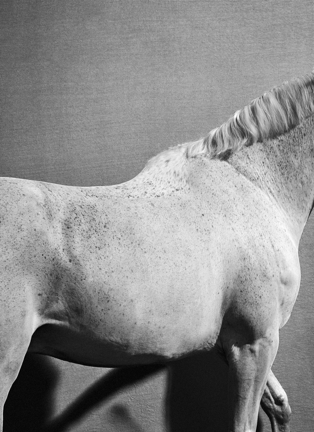 Close-up monochromatic shot of a white horse against a textured dark background for Hardy Brothers