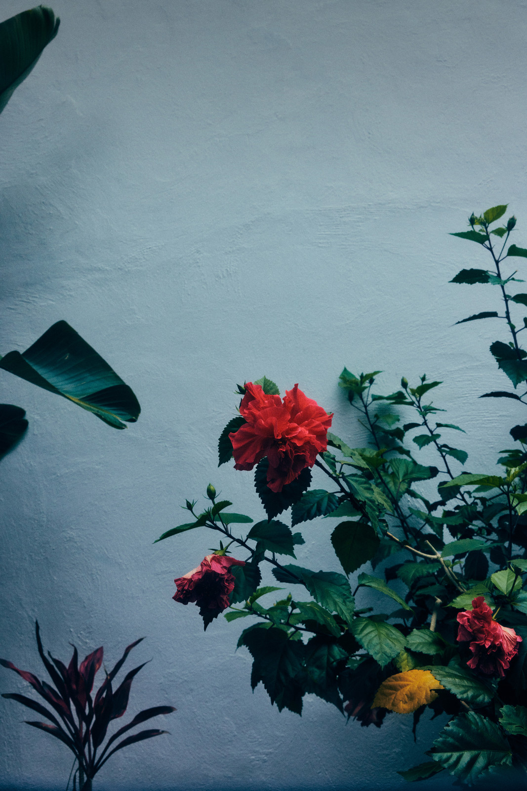Red hibiscus flowers bloom near a white stucco wall, complemented by lush green leaves and foliage, creating a vibrant botanical display.
