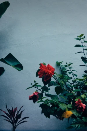 Red hibiscus flowers bloom near a white stucco wall, complemented by lush green leaves and foliage, creating a vibrant botanical display.