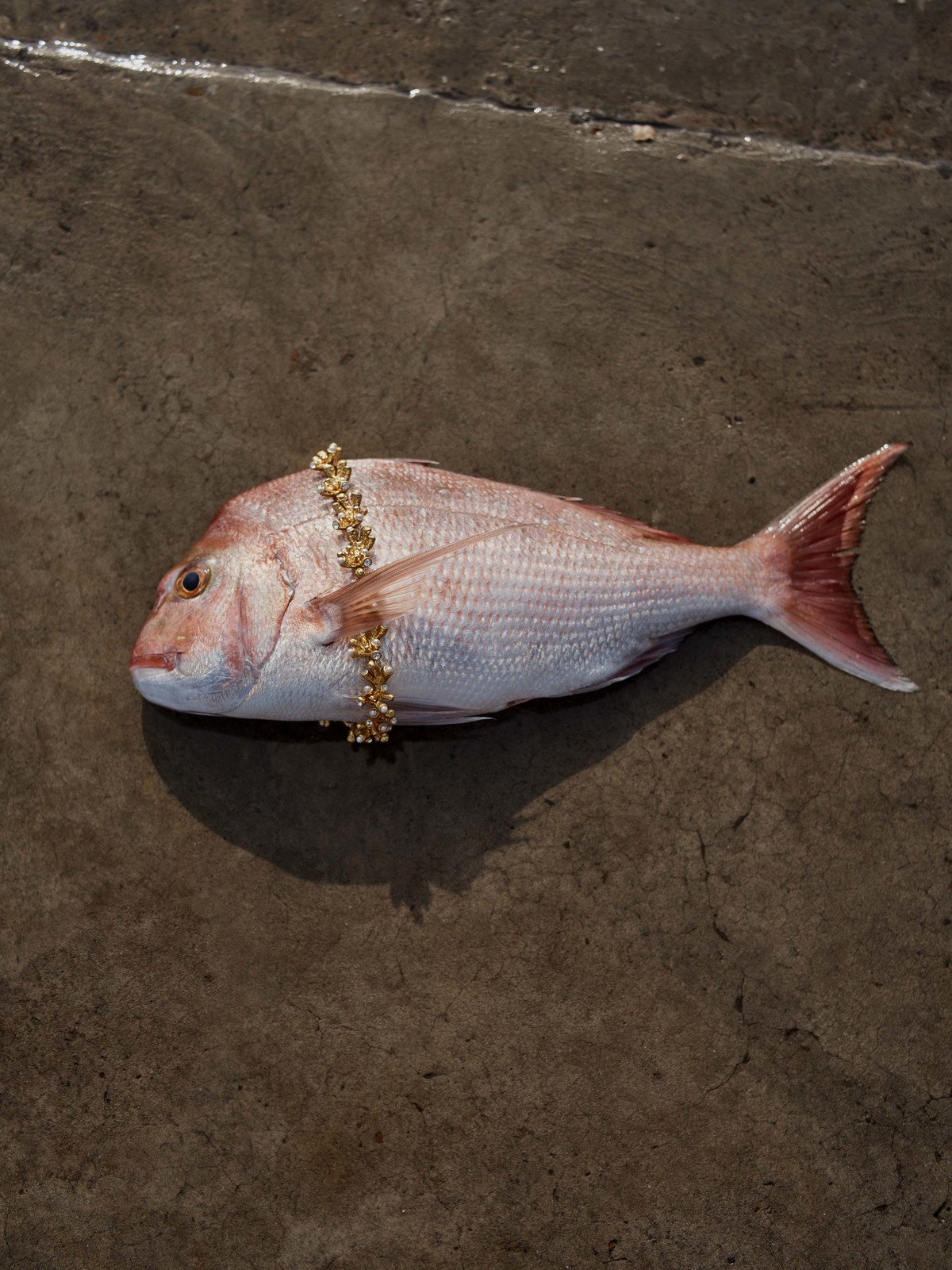 Still life studio shot of a dead pink snapper fish adorned with a gold beaded necklace on a brown mottled concrete surface.