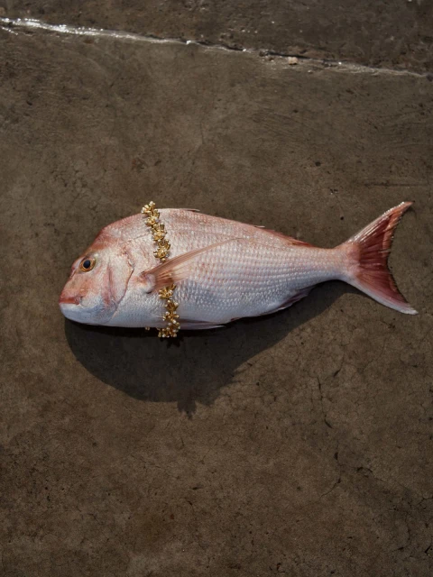 Lure Of Summer Ss 23