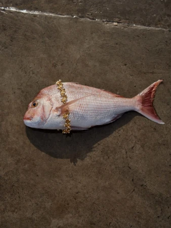 A fresh whole fish adorned with a gold floral bracelet lying on a dark textured concrete surface