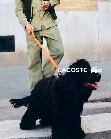 An adult stands on a crosswalk in an urban environment with a large black dog on an orange leash; the Lacoste logo is visible.