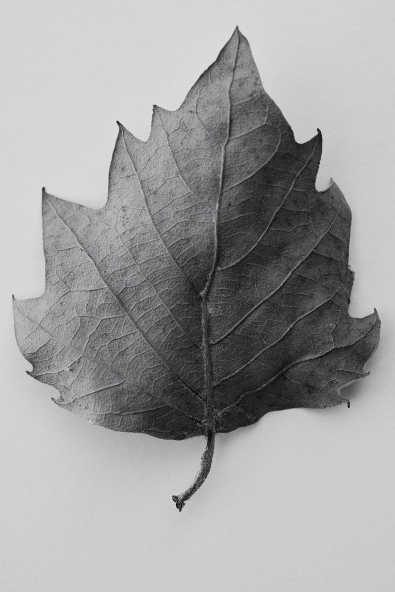 Close-up studio shot of a monochrome leaf. The leaf shows visible veins and jagged edges, set against a plain, light background.