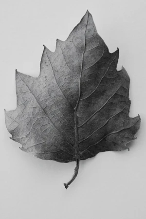 Close-up studio shot of a monochrome leaf. The leaf shows visible veins and jagged edges, set against a plain, light background.