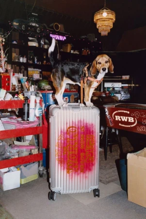 A beagle stands on a silver suitcase with a pink and orange design in an indoor room with shelves, a lamp, and assorted objects.