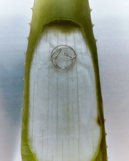 Silver ring resting on a section of aloe vera leaf, highlighting the jewelry's shine against the organic texture of the plant.