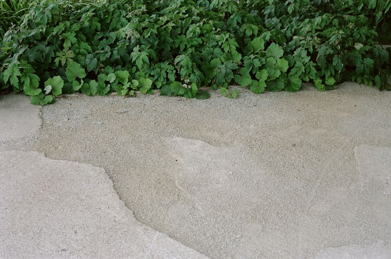 An outdoor ground-level shot showcases a vibrant green ground cover with a rough textured grey stone surface in natural lighting.