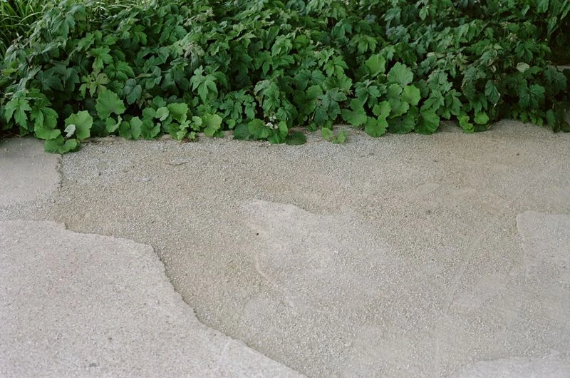 An outdoor ground-level shot showcases a vibrant green ground cover with a rough textured grey stone surface in natural lighting.