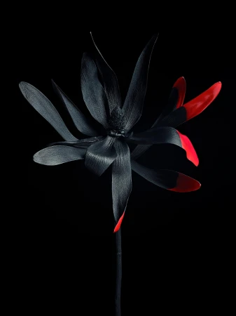 Dramatic still life photograph of a black exotic flower with red tips, isolated against a dark background, showcasing floral beauty.