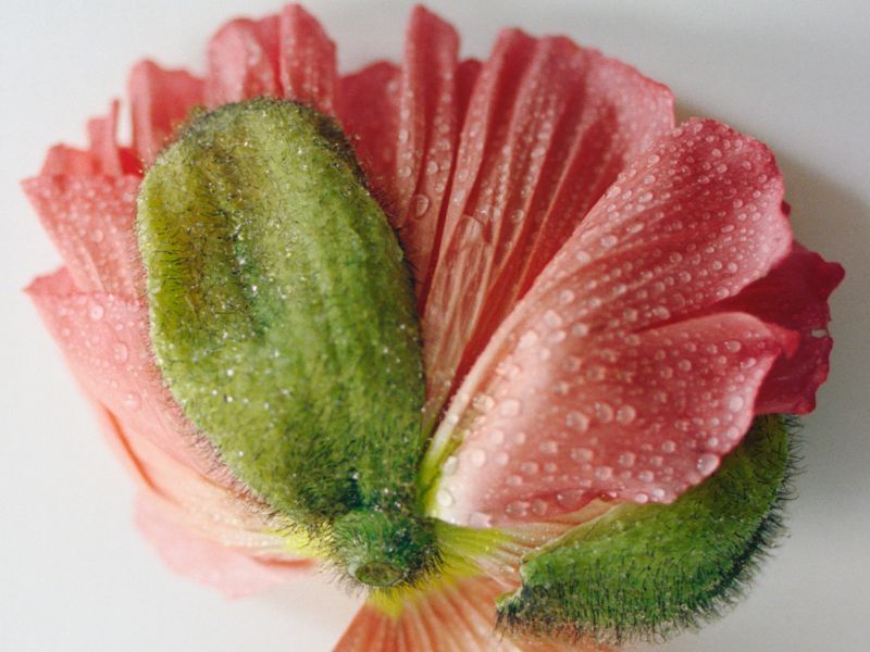 Close-up of a pink poppy flower with water droplets on its petals and a green seed pod against a white background.