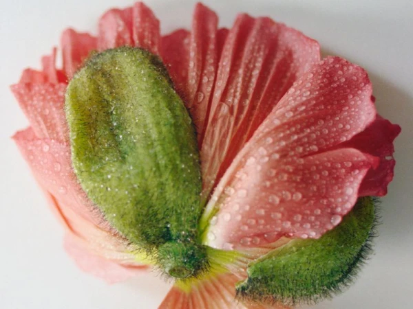 Close-up of a pink poppy flower with water droplets on its petals and a green seed pod against a white background.