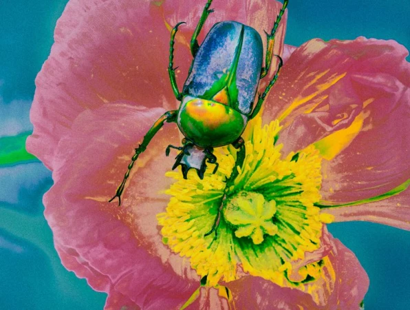 Close-up of a vibrant green beetle with iridescent shell perched on a pink flower with a bright yellow center, set against a blue background.