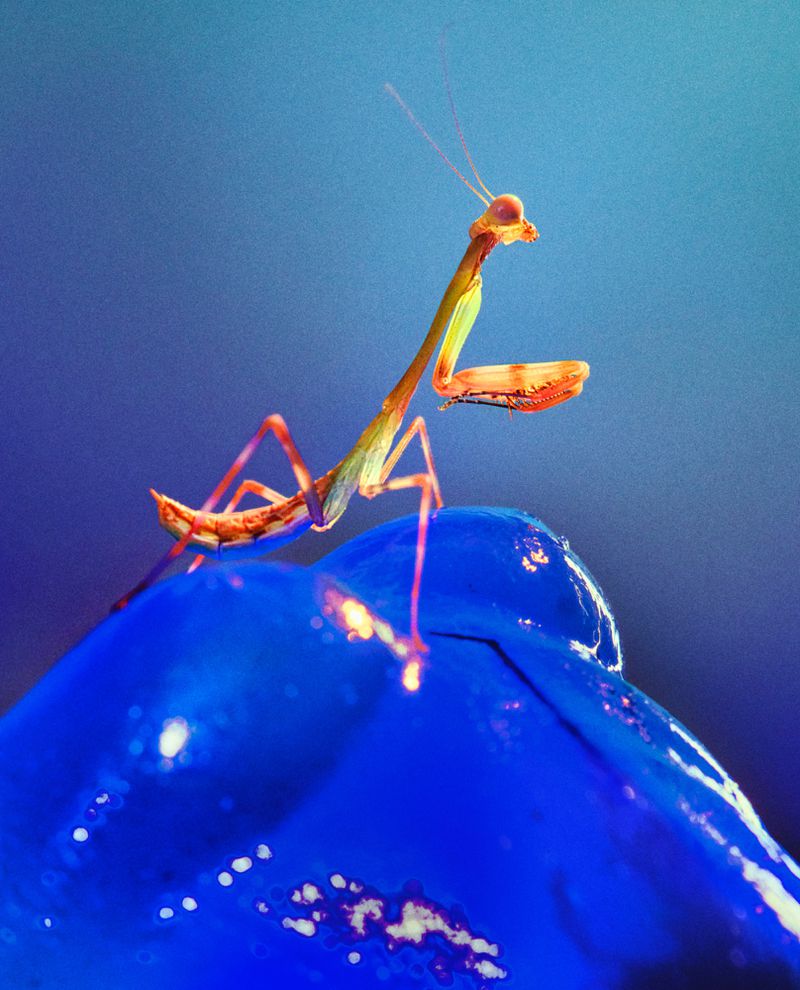 Macro photograph of a praying mantis perched atop a vibrant blue flower with a smooth, glossy texture, set against a blurred blue background.