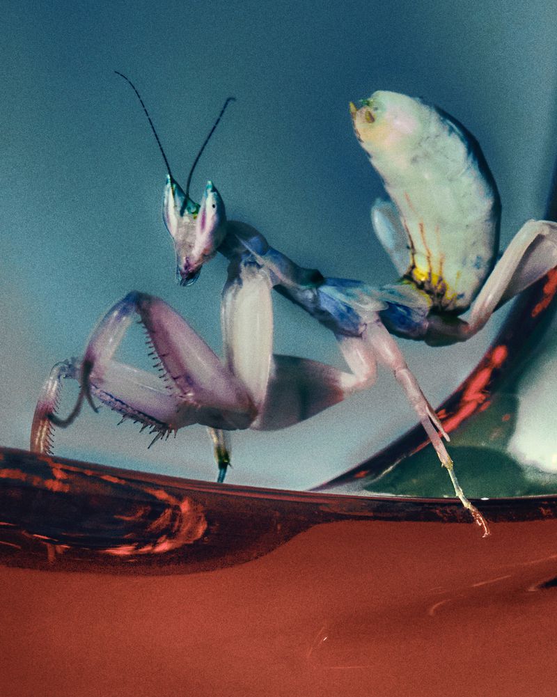 Detailed macro photograph of a praying mantis with blue, white, and purple coloring, perched on a glossy, red reflective surface.