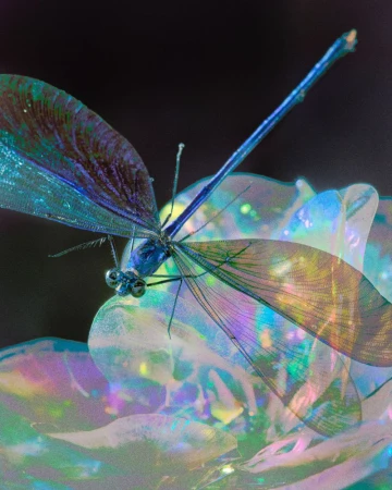 Close-up of a shimmering blue dragonfly perched atop an iridescent rose, set against a dark backdrop with glittery details.