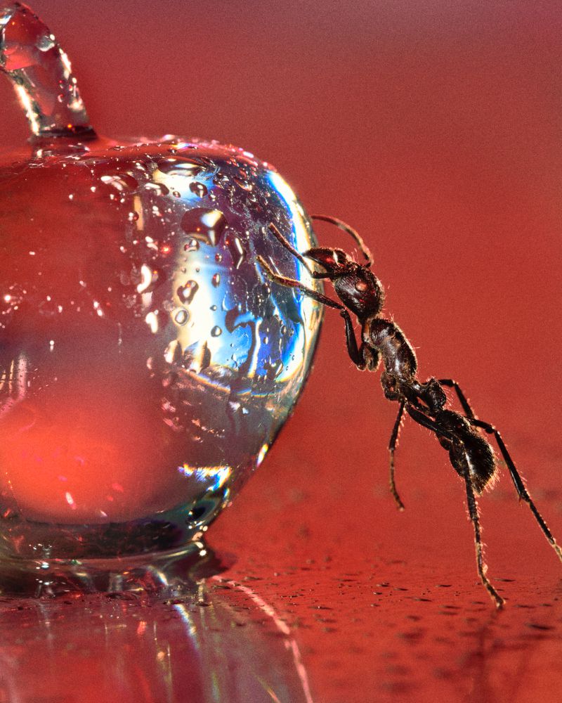 Close-up of an ant clinging to a dew-covered clear glass object against a blurred red background, showcasing detail and macro photography.