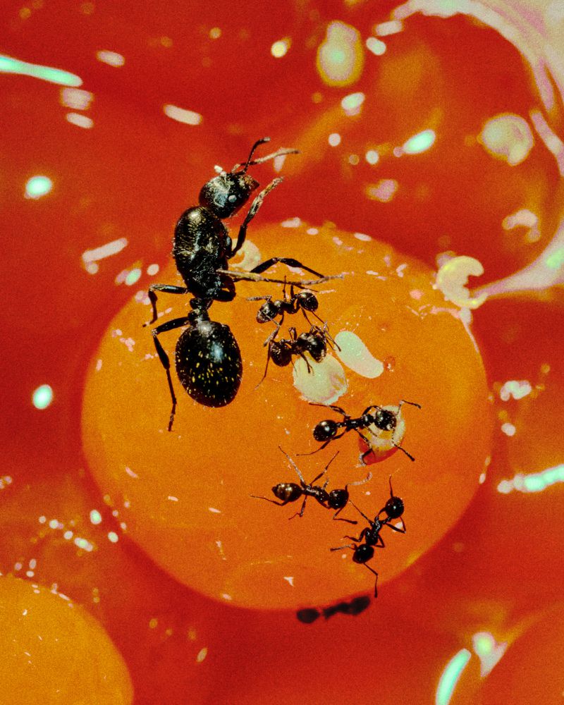 Close-up of several ants crawling on and around a translucent orange berry, with a red and white background.